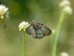 Pyrginae