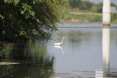 Ardea alba