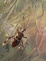 Leptoglossus occidentalis