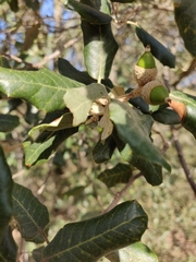 Quercus ilex