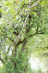Pyrus communis pyraster
