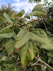 Erythrina rubrinervia