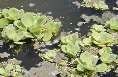 Pistia stratiotes