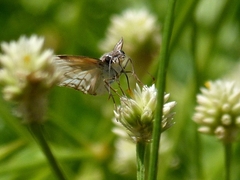 Pyrginae
