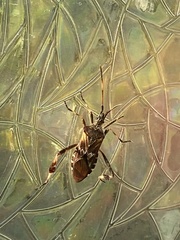Leptoglossus occidentalis