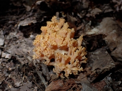 Ramaria formosa
