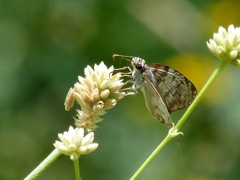 Pyrginae