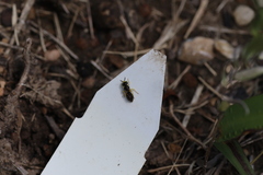 Calliopsis andreniformis