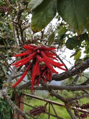 Erythrina rubrinervia