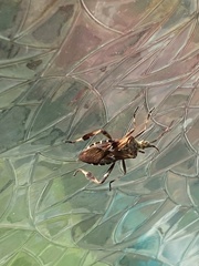 Leptoglossus occidentalis