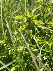 Gentianaceae