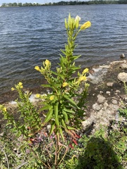 Oenothera parviflora