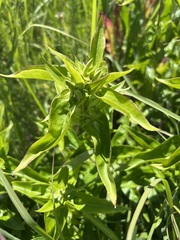 Gentianaceae