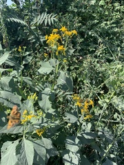 Verbesina occidentalis