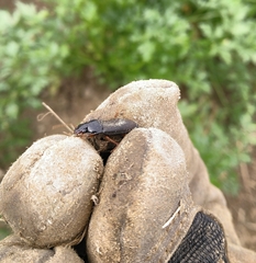 Harpalus rufipes