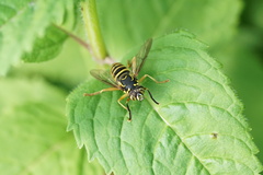 Spilomyia longicornis