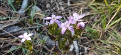 Gentianella germanica