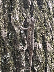 Sceloporus consobrinus
