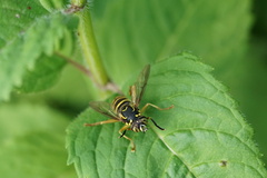 Spilomyia longicornis