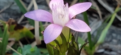 Gentianella germanica
