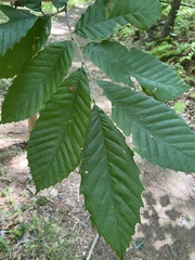 Castanea