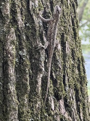 Sceloporus consobrinus