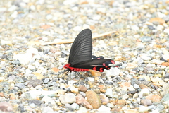 Byasa polyeuctes