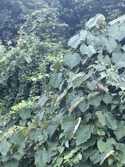 Vitis labrusca