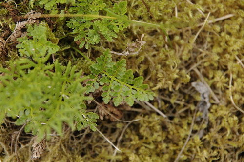 Image of Cryptogramma sitchensis by (c) Eric Knight, some rights reserved (CC BY)