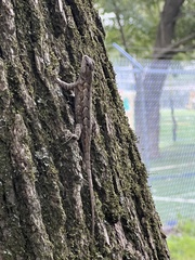 Sceloporus consobrinus