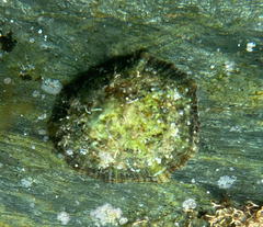 Patella caerulea