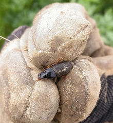 Harpalus rufipes