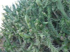 Austrocylindropuntia subulata