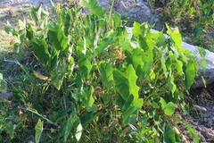 Colocasia