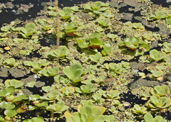 Pistia stratiotes