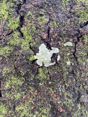 Cryptothecia striata