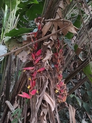 Heliconia huilensis