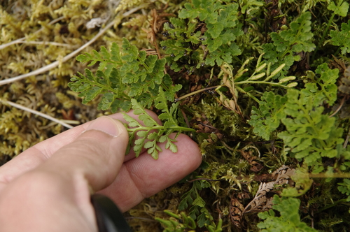Image of Cryptogramma sitchensis by (c) Eric Knight, some rights reserved (CC BY)
