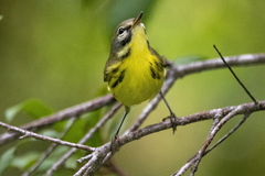 Setophaga discolor
