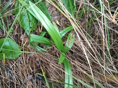 Chloraea membranacea