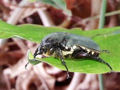 Allorrhina menetriesi