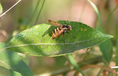Volucella inanis