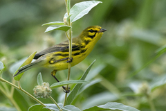 Setophaga discolor