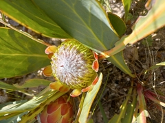 Protea acaulos