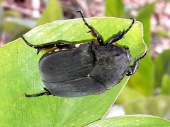 Allorrhina menetriesi