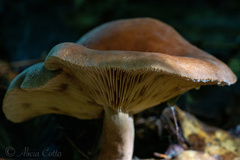 Lactifluus volemus