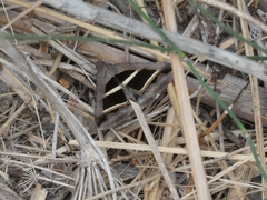 Grammodes bifasciata