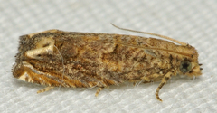 Epiblema abruptana