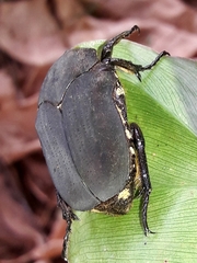 Allorrhina menetriesi