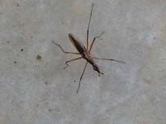 Telostylinus lineolatus